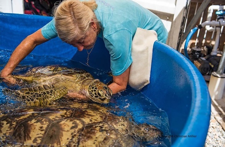 Volunteer-for-Sea-Turtles-Fronteering volunteer in Australia for sea turtles