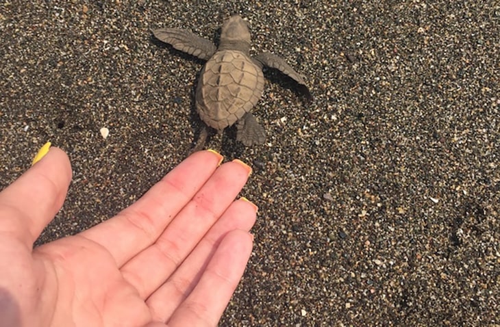 Volunteer-for-Sea-Turtles-Projects-Abroad save sea turtles