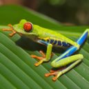 Cheap ways to visit Costa Rica