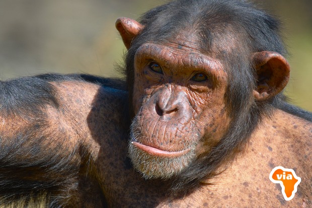 Wildlife, Marine Animal, Veterinary, & Conservation Volunteer Abroad - Via Volunteers