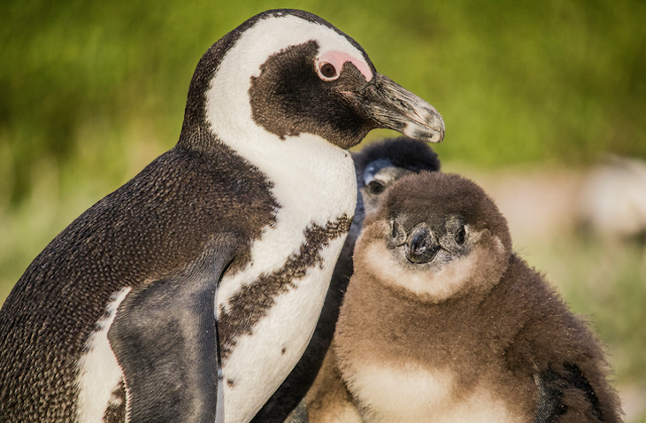 Wildlife, Marine Animal, Veterinary, & Conservation Volunteer Abroad - Abroadly