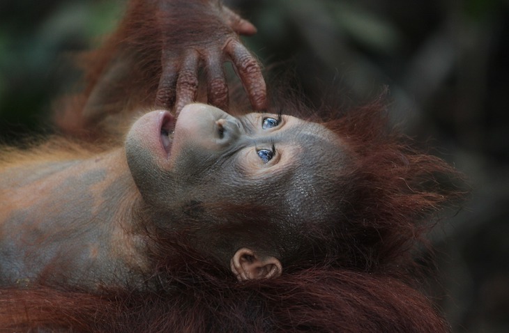 Wildlife, Marine Animal, Veterinary, & Conservation Volunteer Abroad